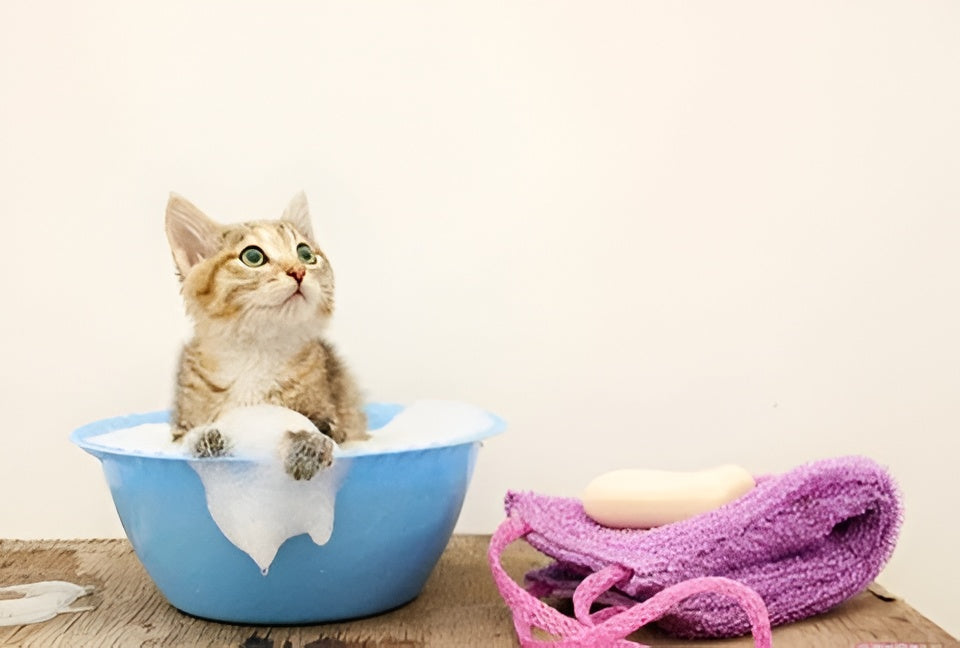 Essential Grooming Tips For Clean Happy Pets